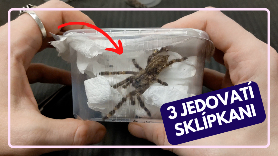 Video 28 – Jak jsem ke komunálnímu chovu Poecilotherií přišel