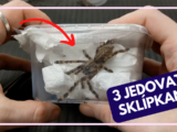 obrázek sklípkana druhu Poecilotheria regalis