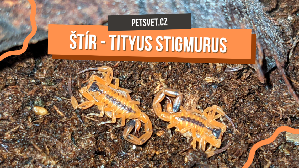 Video 29 – Jedovatí Štíři Tityus stigmurus a sklípkan M. balfouri