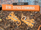 štíři tityus stigmurus