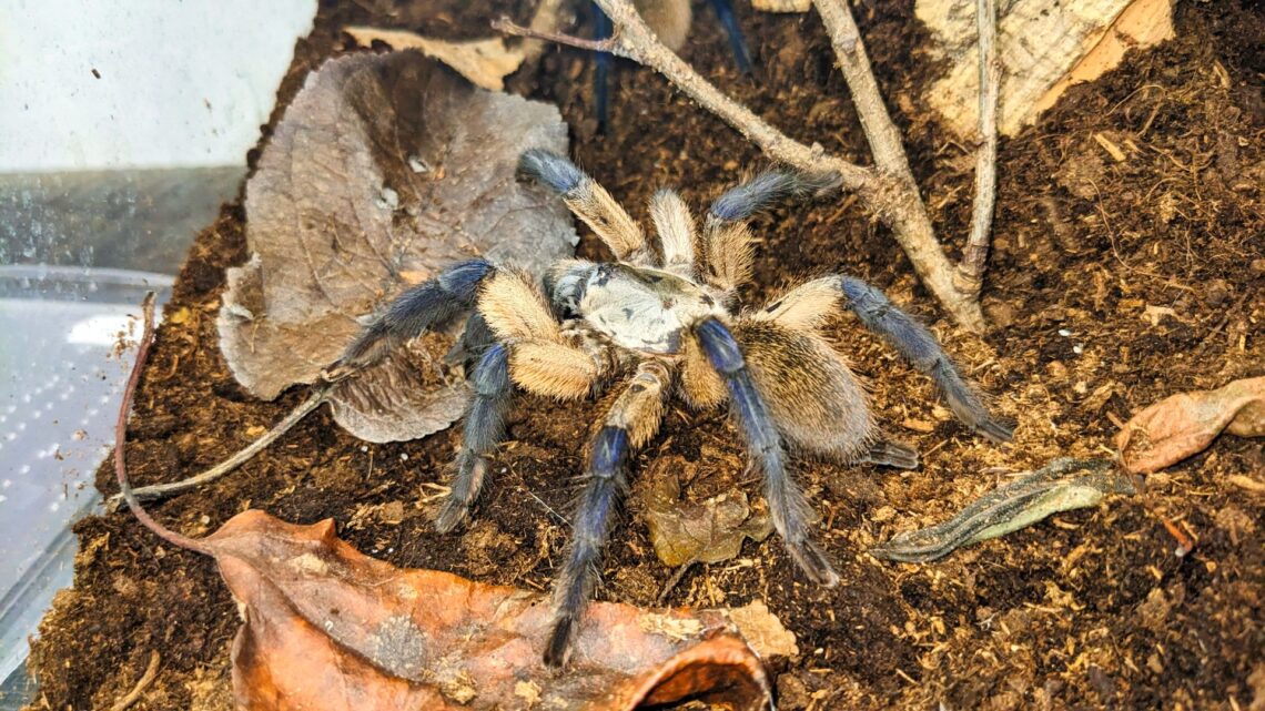 Monocentropus balfouri – rady k chovu (Sklípkan Balfourův)