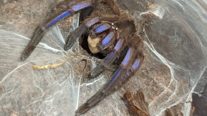 Chilobrachys sp. Electric Blue nově natanicharum