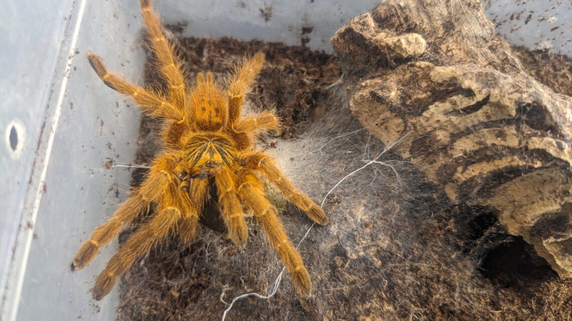 Pterinochilus murinus – rady k chovu (Sklípkan myší)